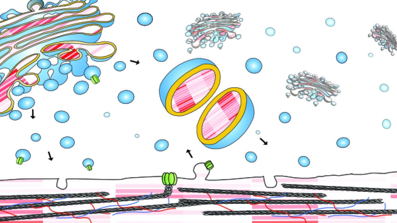 Graphic of plant cell components