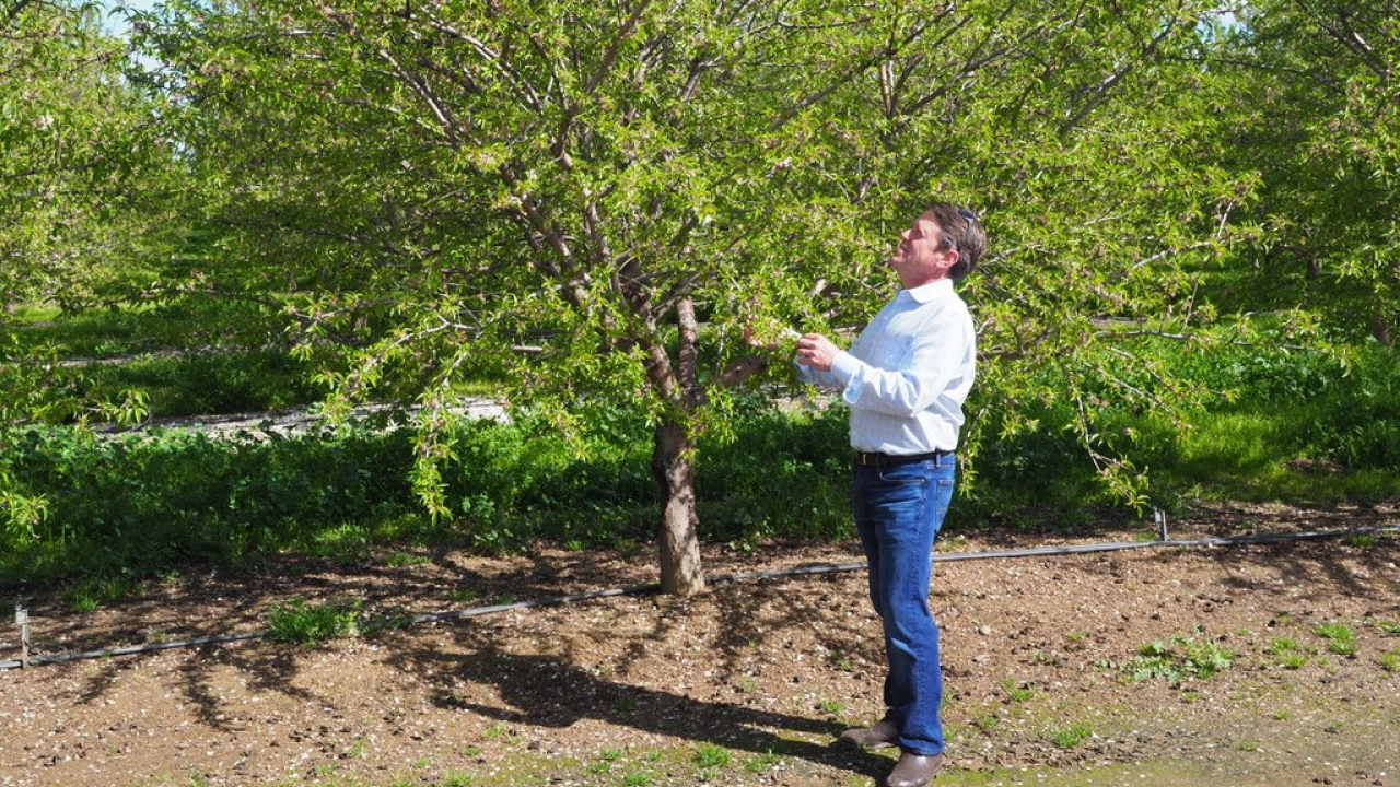Patrick Brown, Plant Sciences, UC Davis, studies almond trees as part of his research on nitrogen fertilization practices. (photo by Pedro Lima/UC Davis)