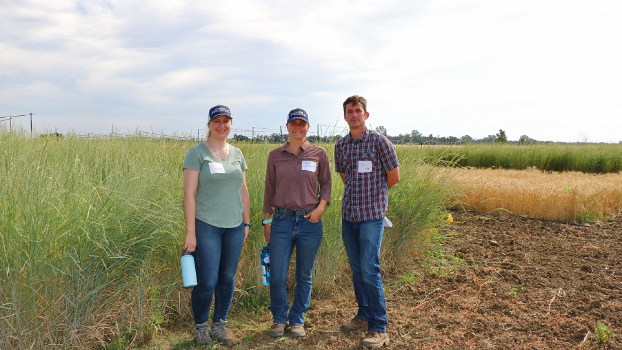 From left, UC Davis graduate students Taylor Becker and Kalyn Diederich, with Plant Sciences faculty member and Cooperative Extension specialist Mark Lundy, standing in front of Kernza (tall green plant), with wheat (shorter tan plant) in the back right.