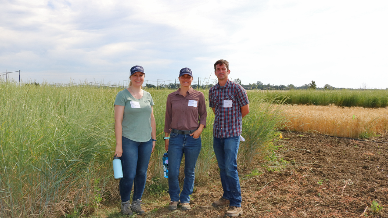 [Russell Ranch Field Day - Kernza, Corn, and Small Grains ...