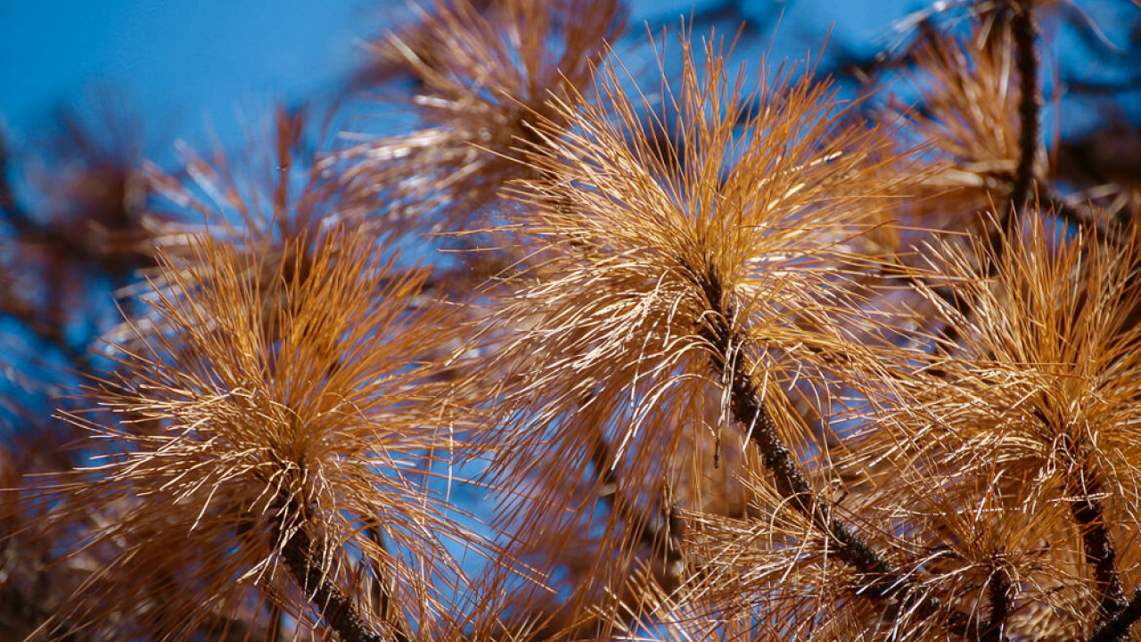 Dead needles on tree in the Sierra National Forest (photo US Forest Service, Pacific Southwest Region 5)