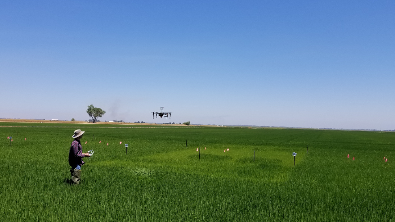 Telha Rehman, Ph.D. student in Bruce Linquist's lab, using a drone in research trials on rice production. (photo Bruce Linquist/UC Davis)