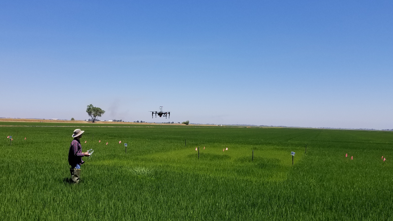 Telha Rehman, Ph.D. student in Bruce Linquist's lab, using a drone in research trials on rice production. (photo Bruce Linquist/UC Davis) Telha Rehman, Ph.D. student in Bruce Linquist's lab, using a drone in research trials on rice production. (photo Bruce Linquist/UC Davis)