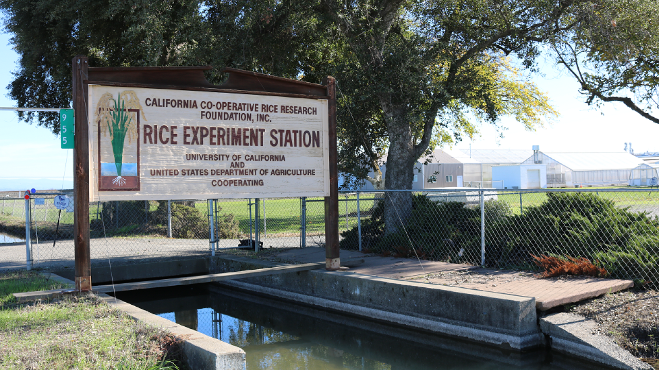 Rice Experiment Station, Biggs, California. (photo Ann Filmer/UC Davis) Rice Experiment Station, Biggs, California. (photo Ann Filmer/UC Davis)