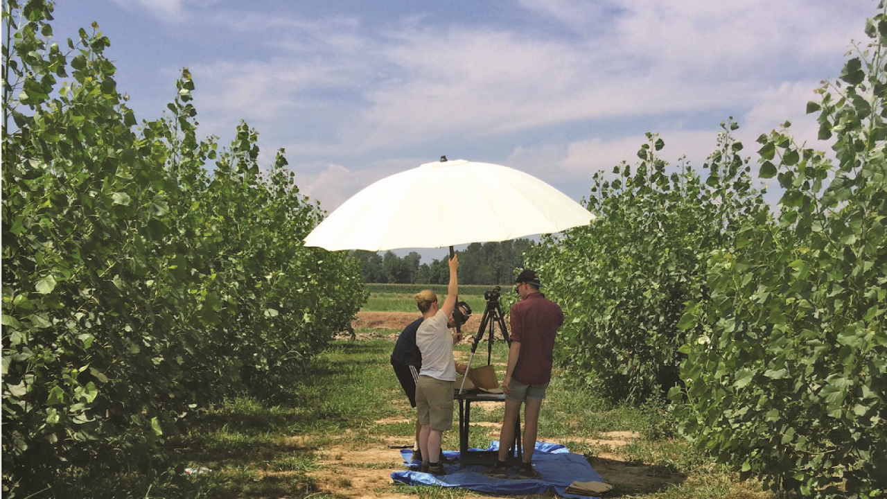 Measuring leaf size as an indicator of crop vigor and drought tolerance in a bioenergy poplar plantation. (photo Gail Taylor lab) Measuring leaf size as an indicator of crop vigor and drought tolerance in a bioenergy poplar plantation