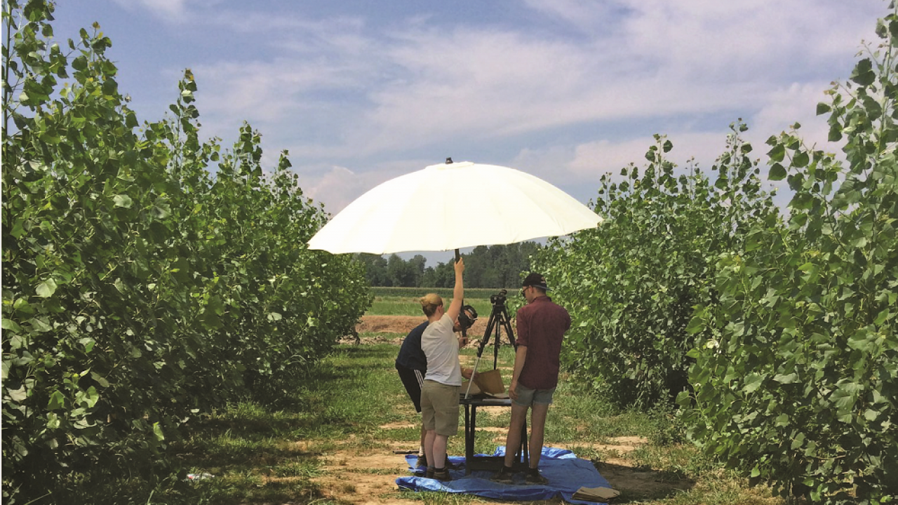 Measuring leaf size as an indicator of crop vigor and drought tolerance in a bioenergy poplar plantation