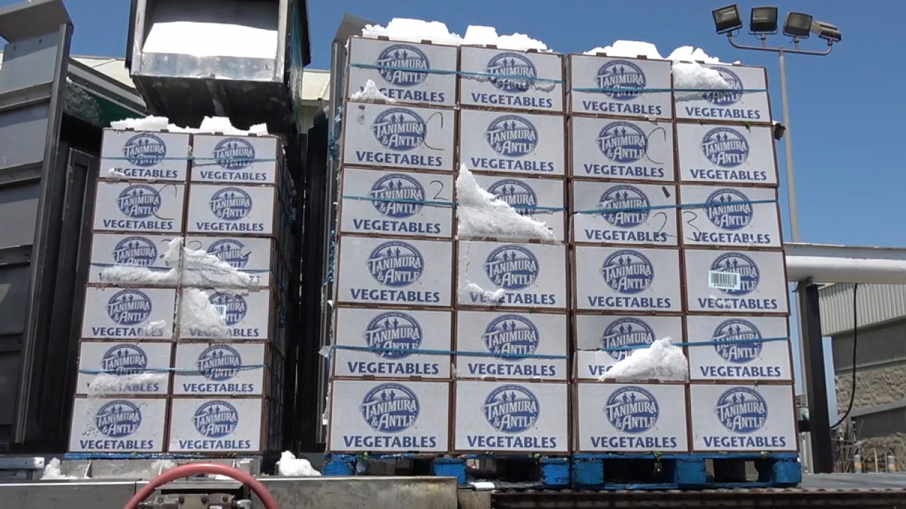 Ice cooling of vegetables after harvest and prior to shipping. Boxes of vegetables being ice-cooled prior to shipment