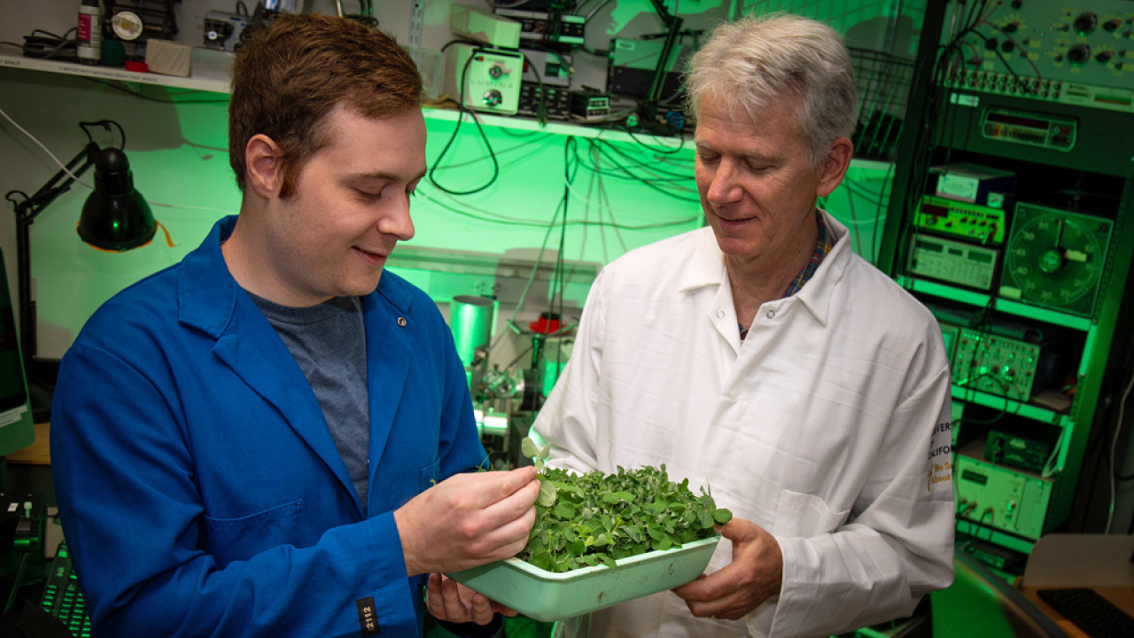 Ph.D. student Philip Day and Professor Steve Theg, Department of Plant Biology, work on protein sorting in plant chloroplasts. (photo David Slipher/UC Davis) Philip Day, Steve Theg, UC Davis