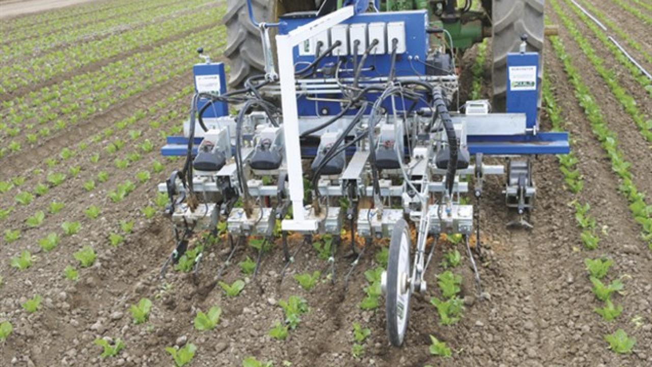 Steve Fennimore, Cooperative Extension specialist with the University of California, Davis, says automatic weeders like the Robovator shown here will help ease the shortage of skilled employees needed for hand weeding. (photo Steve Fennimore/UC Davis)