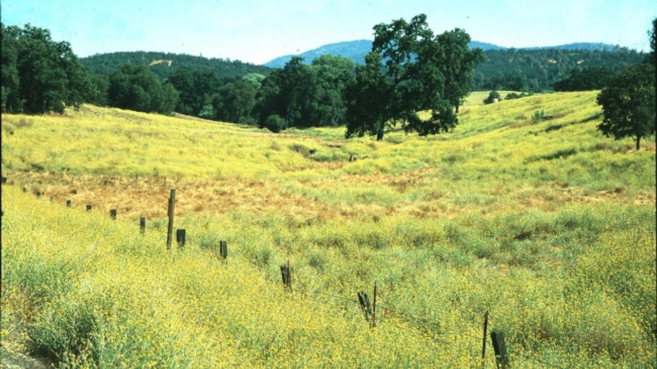 A severe infestation of yellow starthistle in Calaveras County.