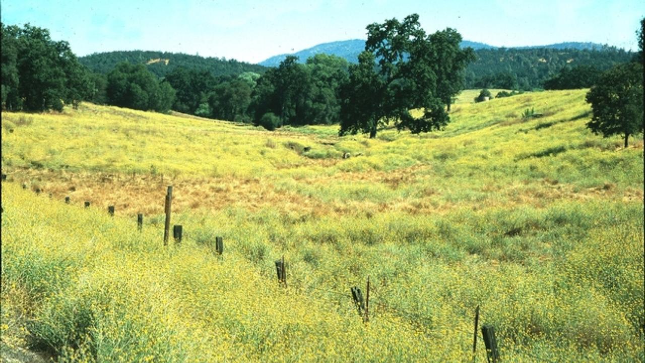 A severe infestation of yellow starthistle in Calaveras County.