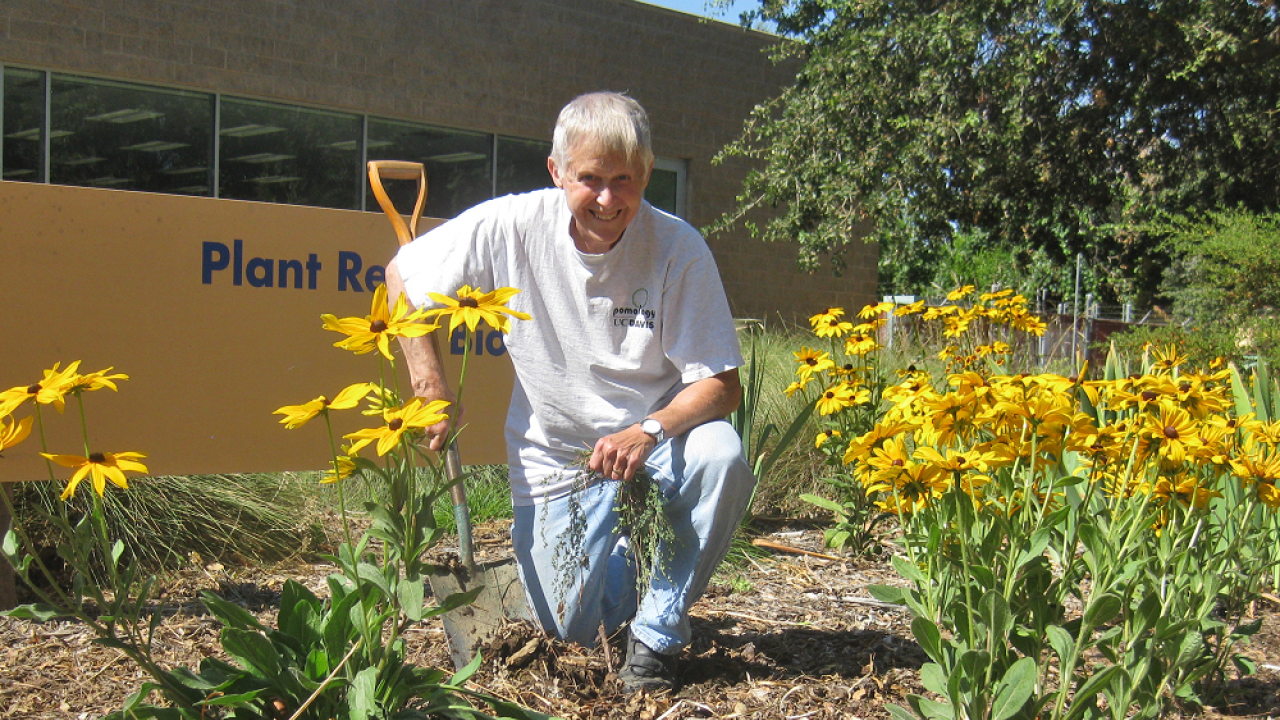 John Labavitch planting a garden in front of Plant Reproductive Biology at UC Davis.