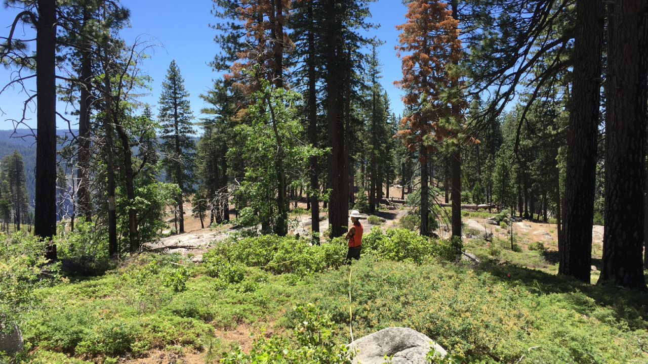Researcher Paul Excoffier during field work about plant diversity and wildfire in the Sierra Nevada. (Clark Richter/UC Davis) Researcher Paul Excoffier during field work about plant diversity and wildfire in the Sierra Nevada. (Clark Richter/UC Davis)
