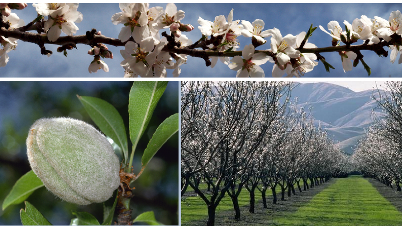 Almond photos (UC ANR) Almond photos