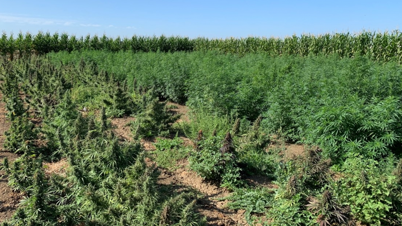 Hemp in breeding plots at UC Davis in late August 2019. (Charlie Brummer/UC Davis) Hemp in breeding plots at UC Davis in late August 2019. (Charlie Brummer/UC Davis)