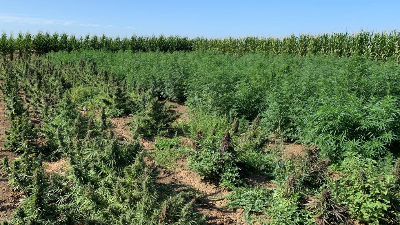 Hemp in breeding plots at UC Davis in late August 2019. (Charlie Brummer/UC Davis)