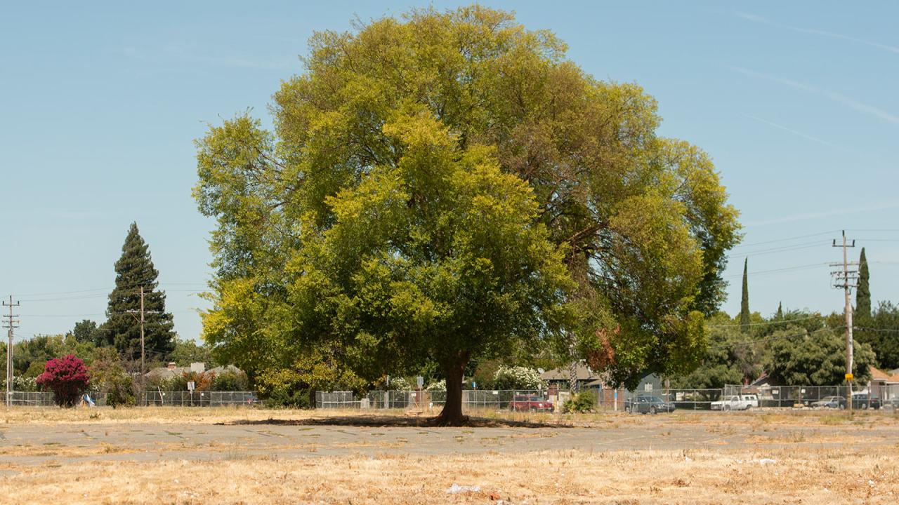 urban heat island in Sacramento