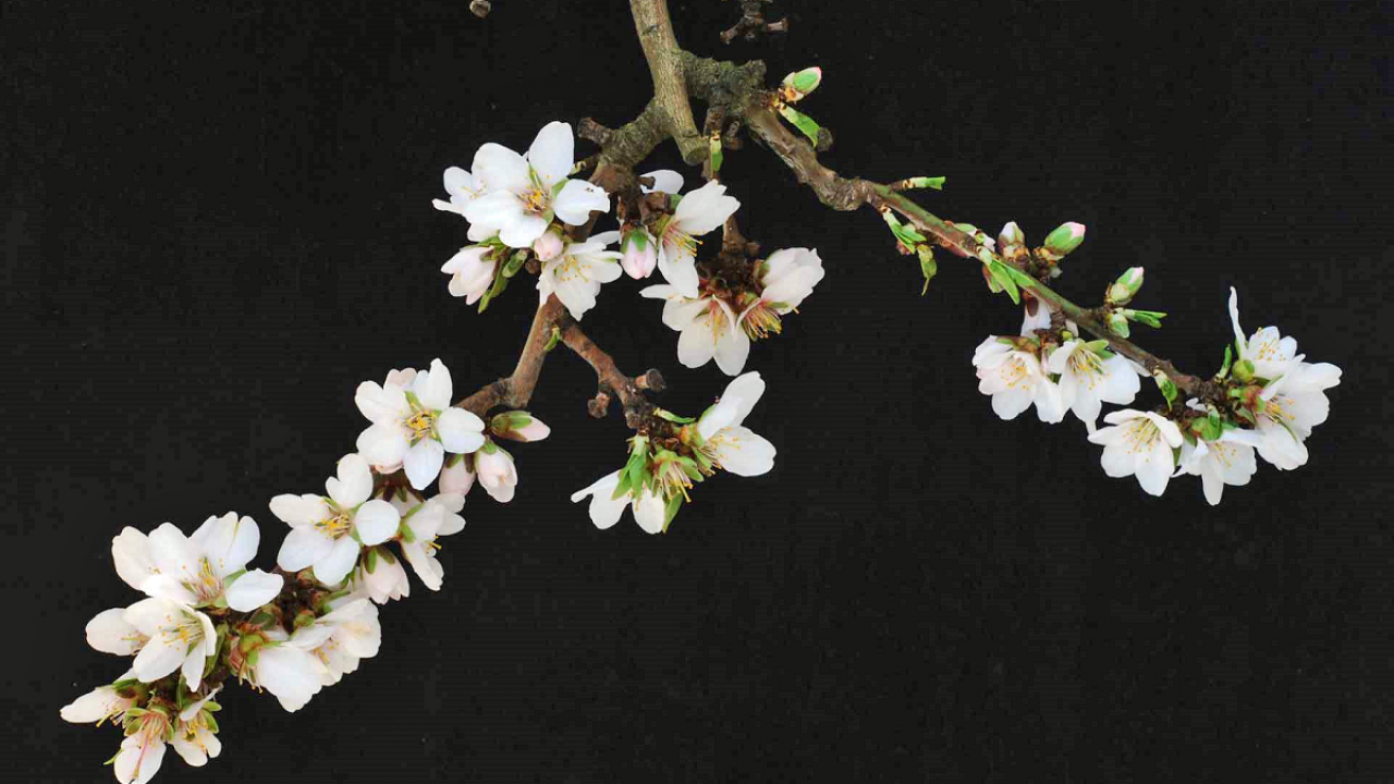 Flowering branch of Kester showing dense flower and spur production. (courtesy Tom Gradziel/UC Davis) Flowering branch of Kester showing dense flower and spur production. (courtesy Tom Gradziel/UC Davis).