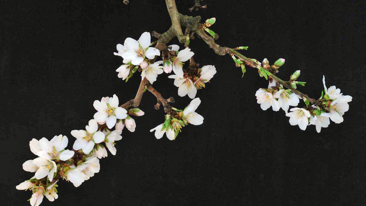 Flowering branch of Kester showing dense flower and spur production. (courtesy Tom Gradziel/UC Davis).