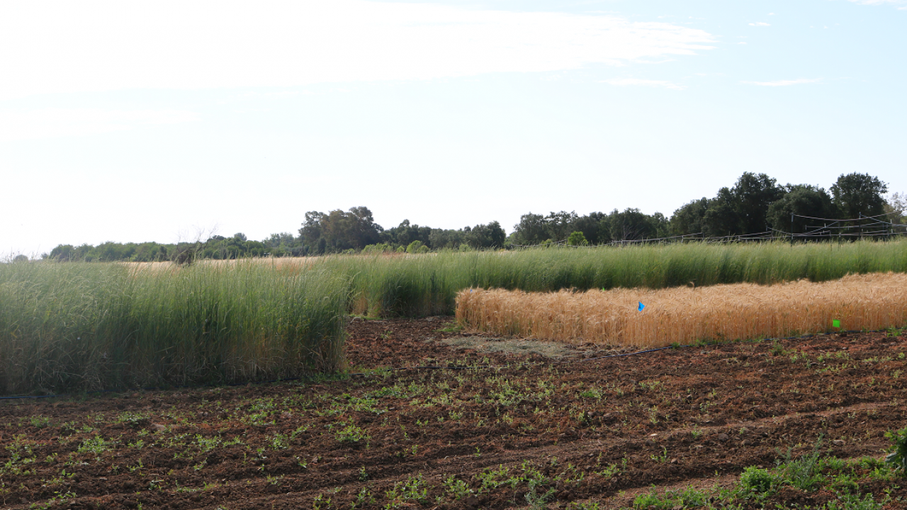 Kernza and wheat fields, Russell Ranch, UC Davis. Research by Mark Lundy. (photo Ann Filmer/UC Davis) Kernza and wheat fields, Russell Ranch, UC Davis. Research by Mark Lundy. (photo Ann Filmer/UC Davis)