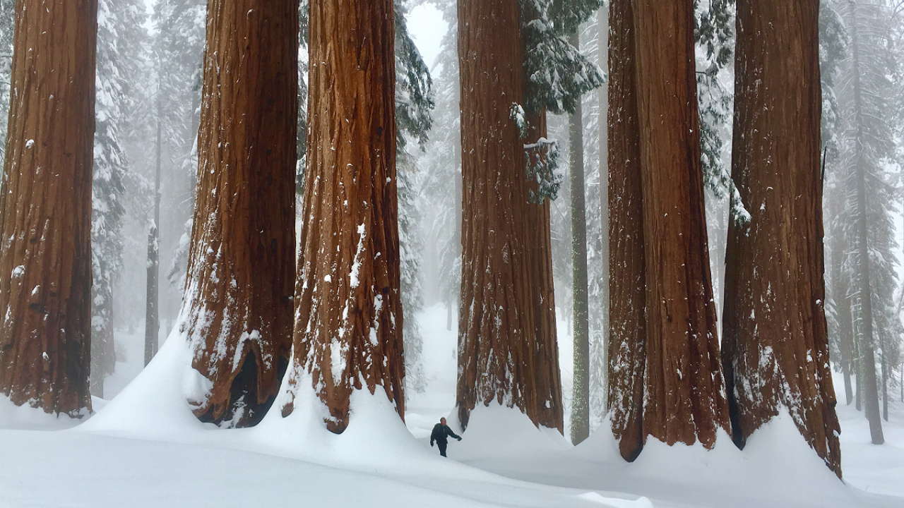 Giant sequoia trees in Sequoia National Park. (photo Zane Moore/UC Davis)