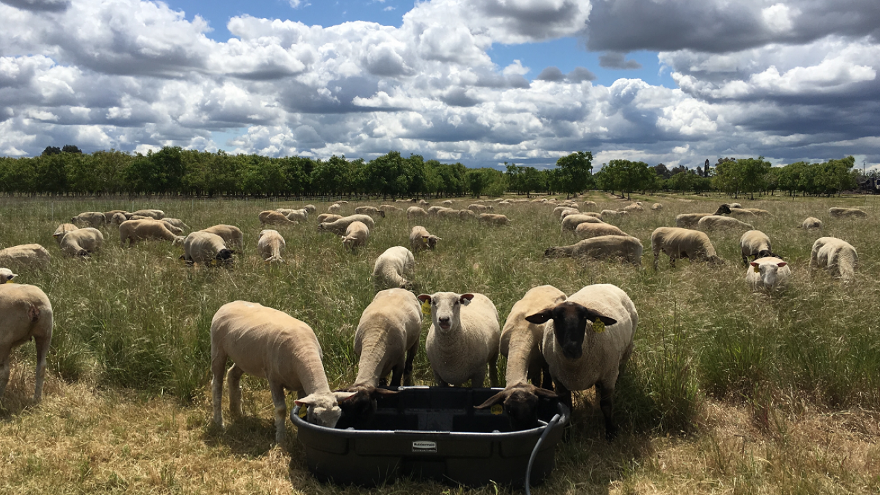 Grazing sheep. (photo Leslie Roche/UC Davis) Grazing sheep. (photo Leslie Roche/UC Davis)