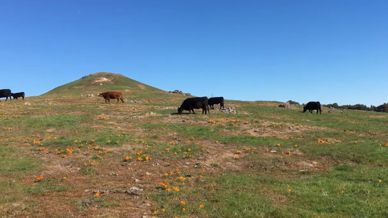 Cattle grazing