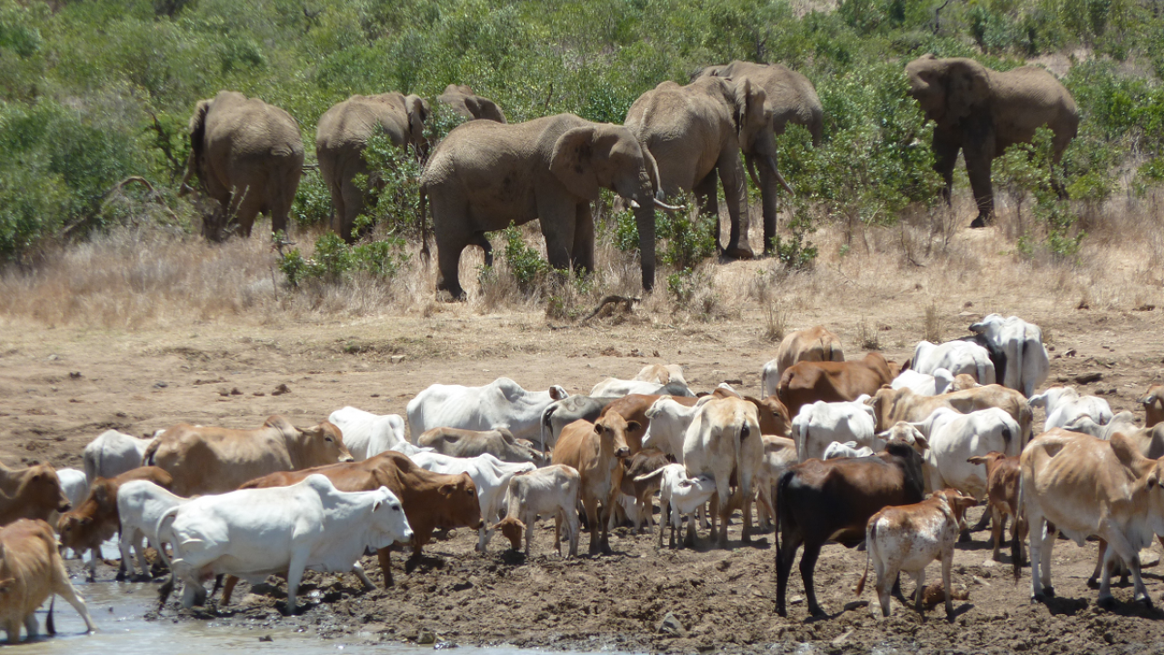 Elephants and cattle in Africa. (photo Dino Martins) Elephants and cattle in Africa. (photo Dino Martins)