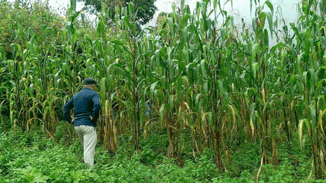 Javier López inspecciona el maíz gigante Mixe mientras trabaja con científicos de la Universidad de California. (foto Allen Van Deynze, UC Davis). 