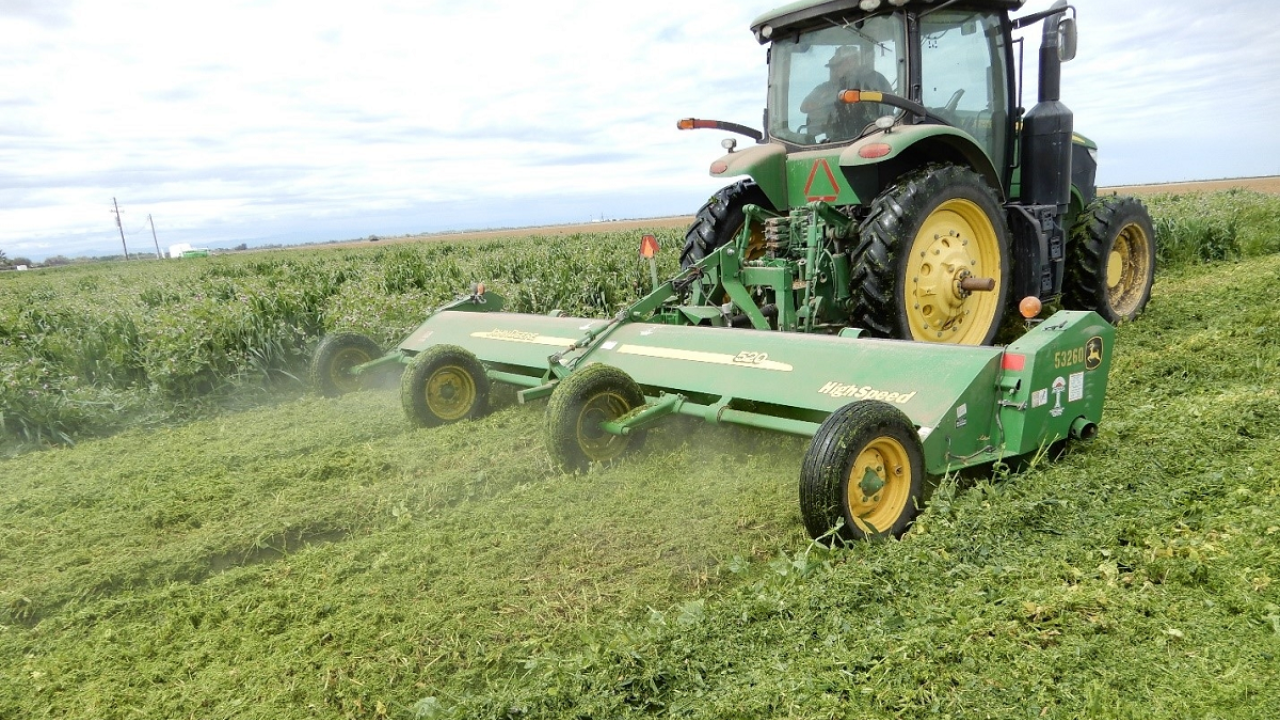 Cover crop shredding at Teixeira & Sons in Firebaugh on April 4, 2020. (photo UCANR)