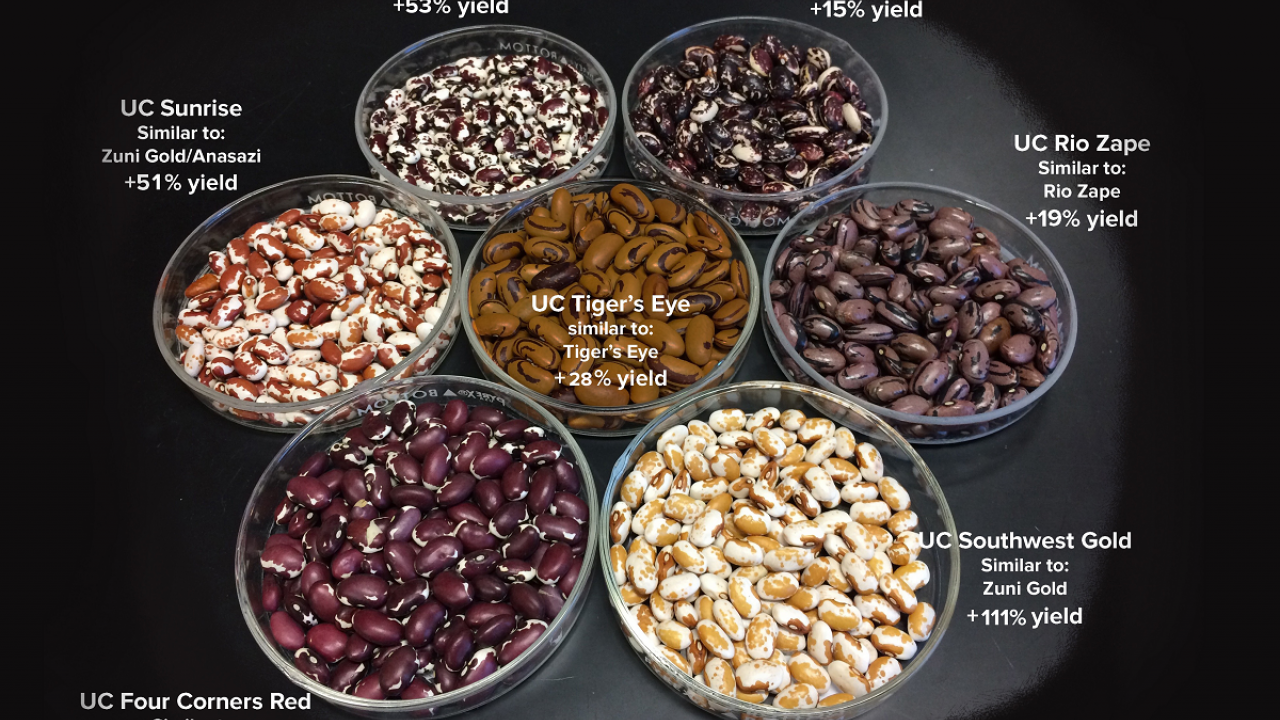The new varieties released by UC Davis include seed coat patterns and cooking quality that are desired by chefs and home cooks. The new varieties combine these characteristics with improved productivity and disease resistance on organic farms. (Travis Parker/UC Davis)