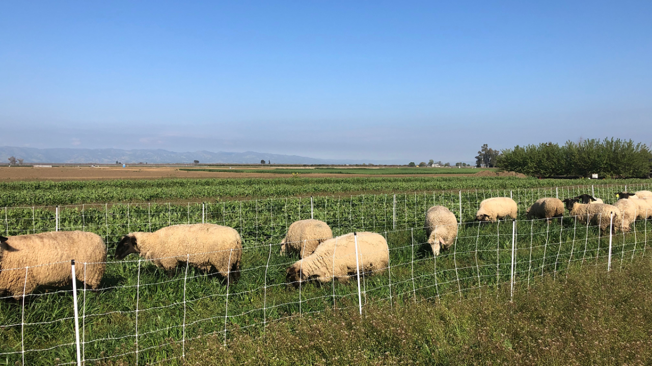 Sheep graze on winter cover crop at Russell Ranch, UC Davis. (photo Alda Pires)
