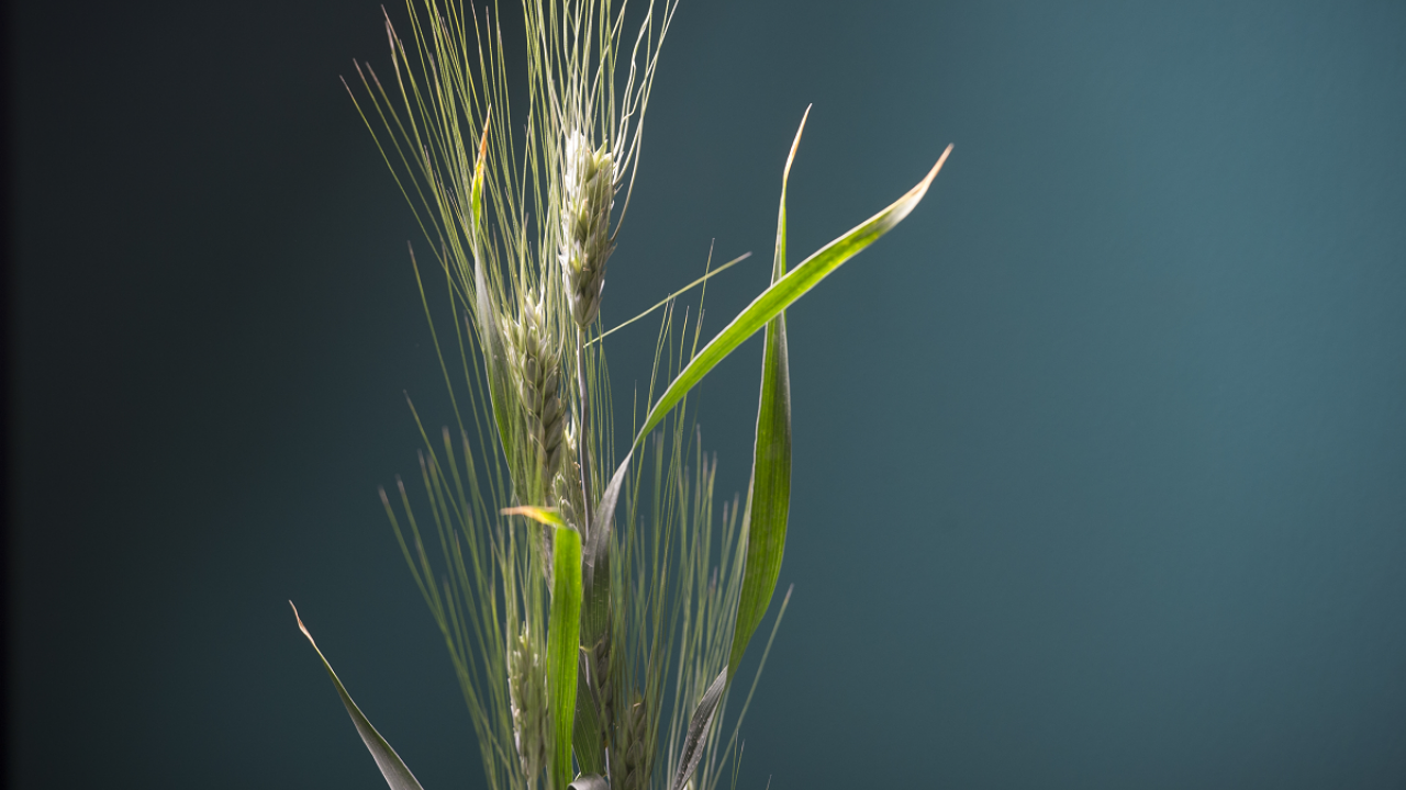 Wheat plants photographed in Robbins Hall at UC Davis. UC Davis Professor Jorge Dubcovsky and Postdoctoral Researcher Josh Hegarty are collaborating with flour mills and artisan bakers to test and select a variety of Triticale, a hybrid that combines wheat and rye. (photo Karin Higgins/UC Davis)