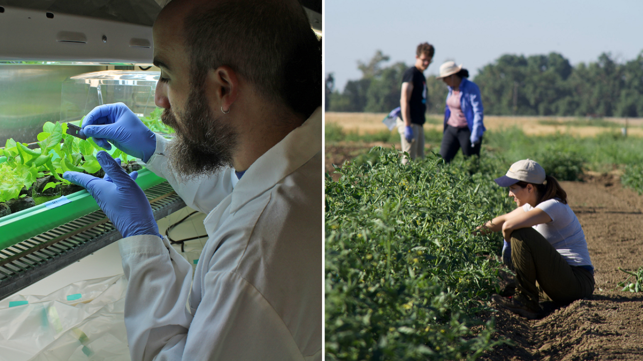 Postharvest research, UC Davis