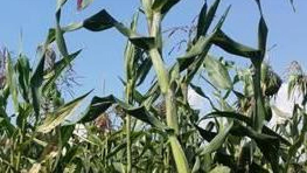 Corn growing in field
