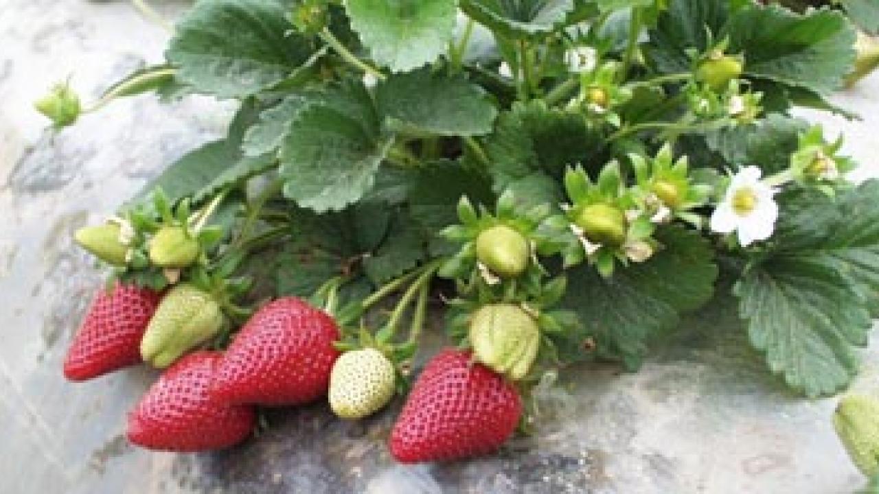 Strawberry plants