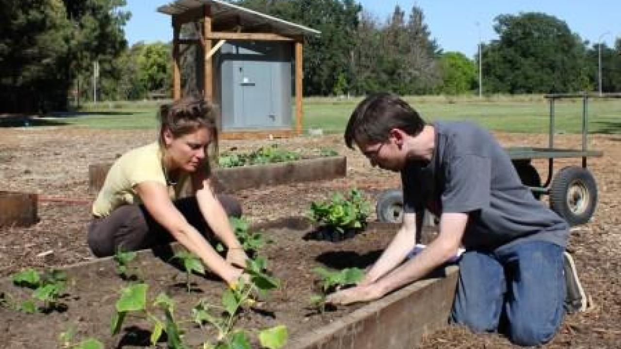 Emily Baker and Robert Duggan transplant African and Asian varieties of vegetables that they started in a campus greenhouse weeks earlier. Students planting crops at the Horticulture Innovation Lab