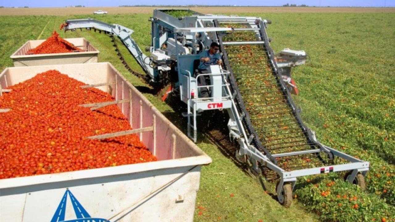 California's sauce tomatoes are never harvested by hand. Meet the machine that changed an industry, practically overnight. (photo: California Tomato Machinery) tomato harvester