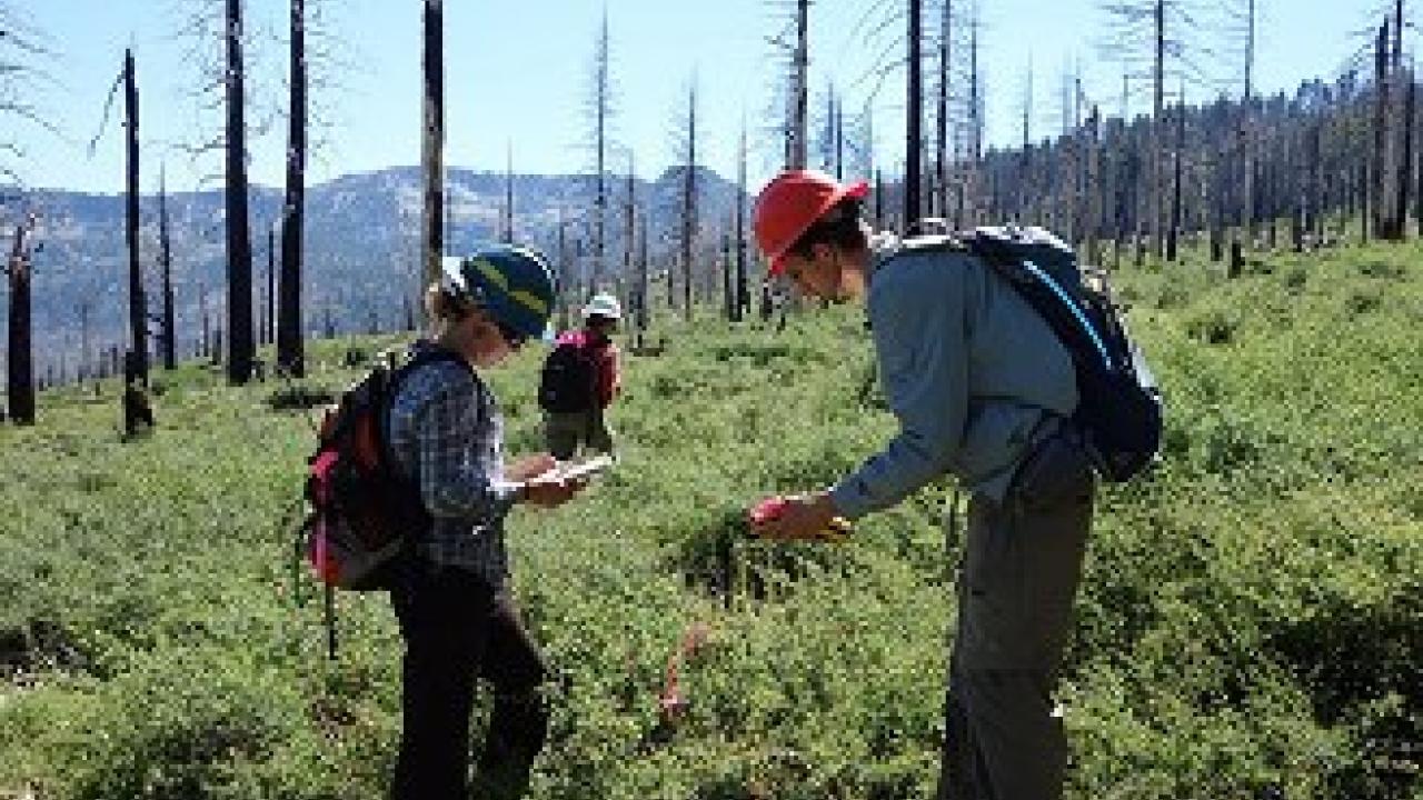 Researchers examine a burned site.