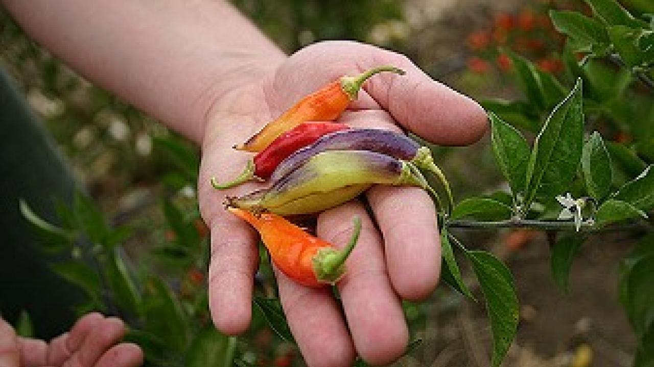 Photo of hand holding several peppers