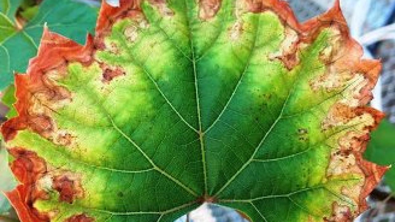 Grape leaf