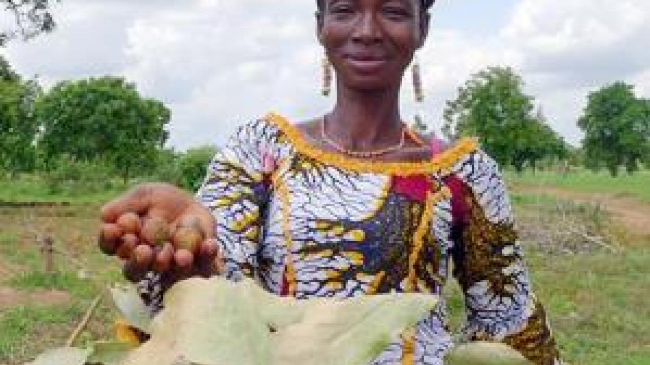 Burkina Faso farmer holding shea nuts