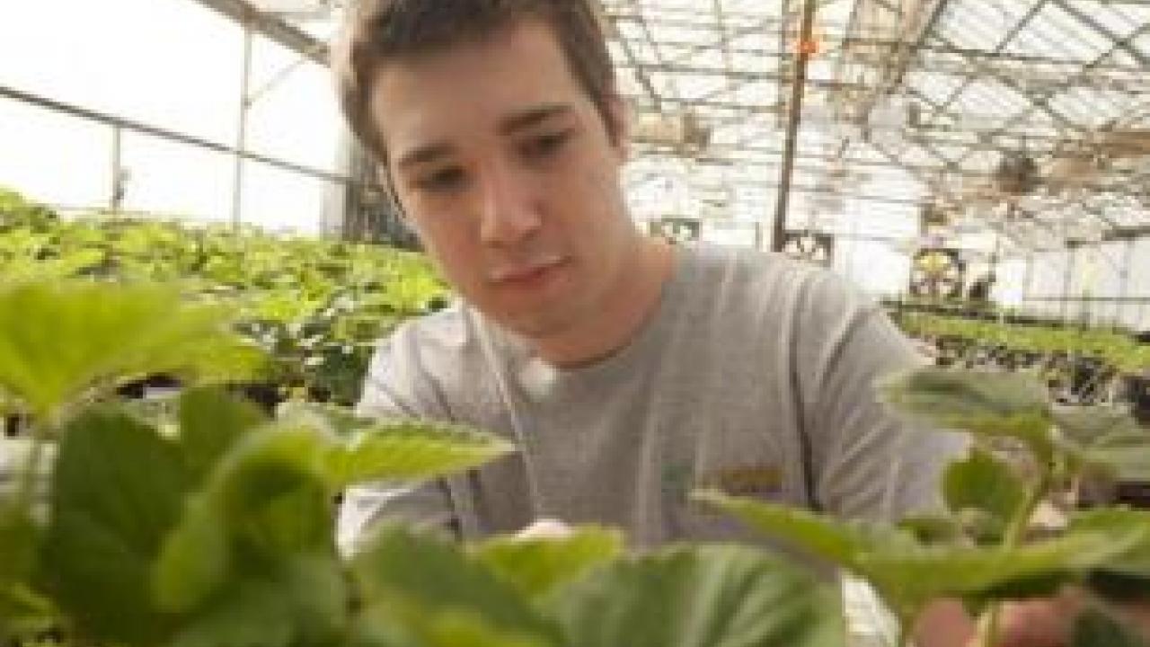 Student with strawberry plant