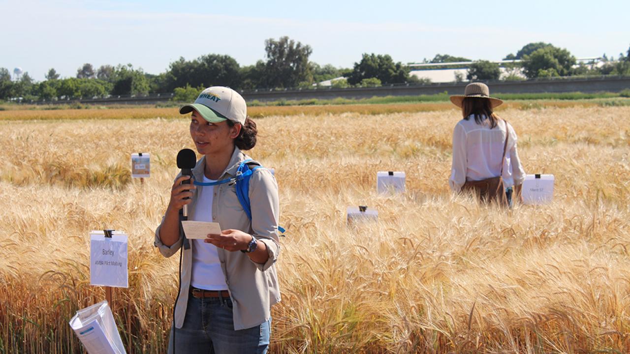 Saarah Kuzay, speaking about her project and the WheatCAP grant supporting her research at the UC Davis Wheat Field Day 2018. (courtesy Dr. Adi Damania) Saarah Kuzay, speaking about her project and the WheatCAP grant supporting her research at the UC Davis Wheat Field Day 2018. (courtesy Dr. Adi Damania)