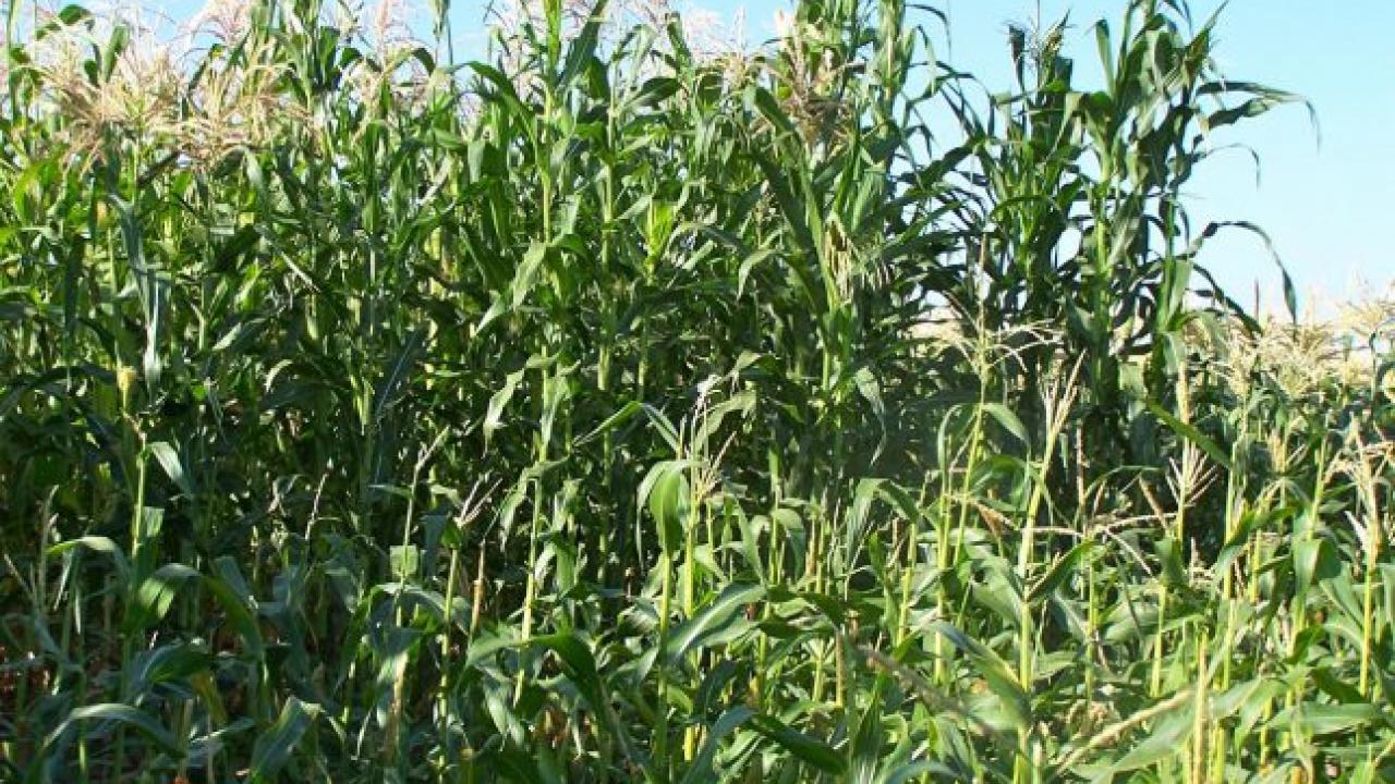 Sierra Mixe corn growing in a field in Davis, California, next to a modern conventional corn variety (in foreground). The Sierra Mixe corn can grow up to 16 feet tall. (photo: Alan Bennett/UC Davis)