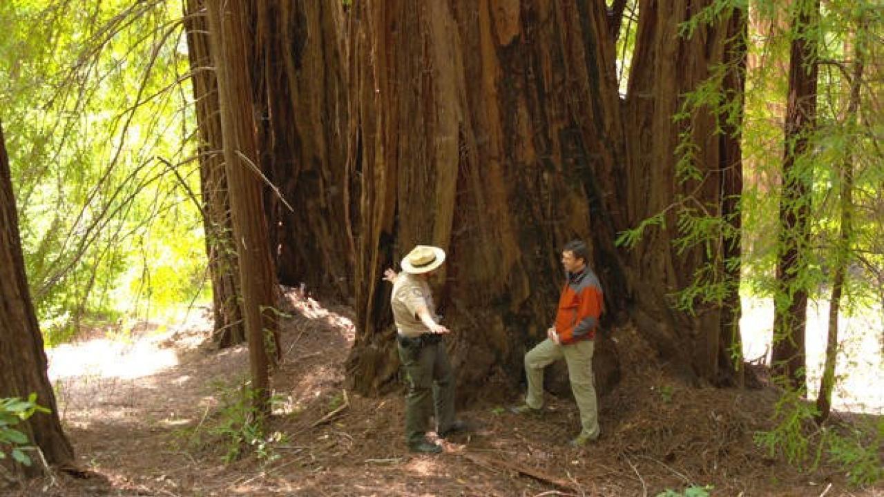 Redwood tree (Photo: CBS Sunday Morning)