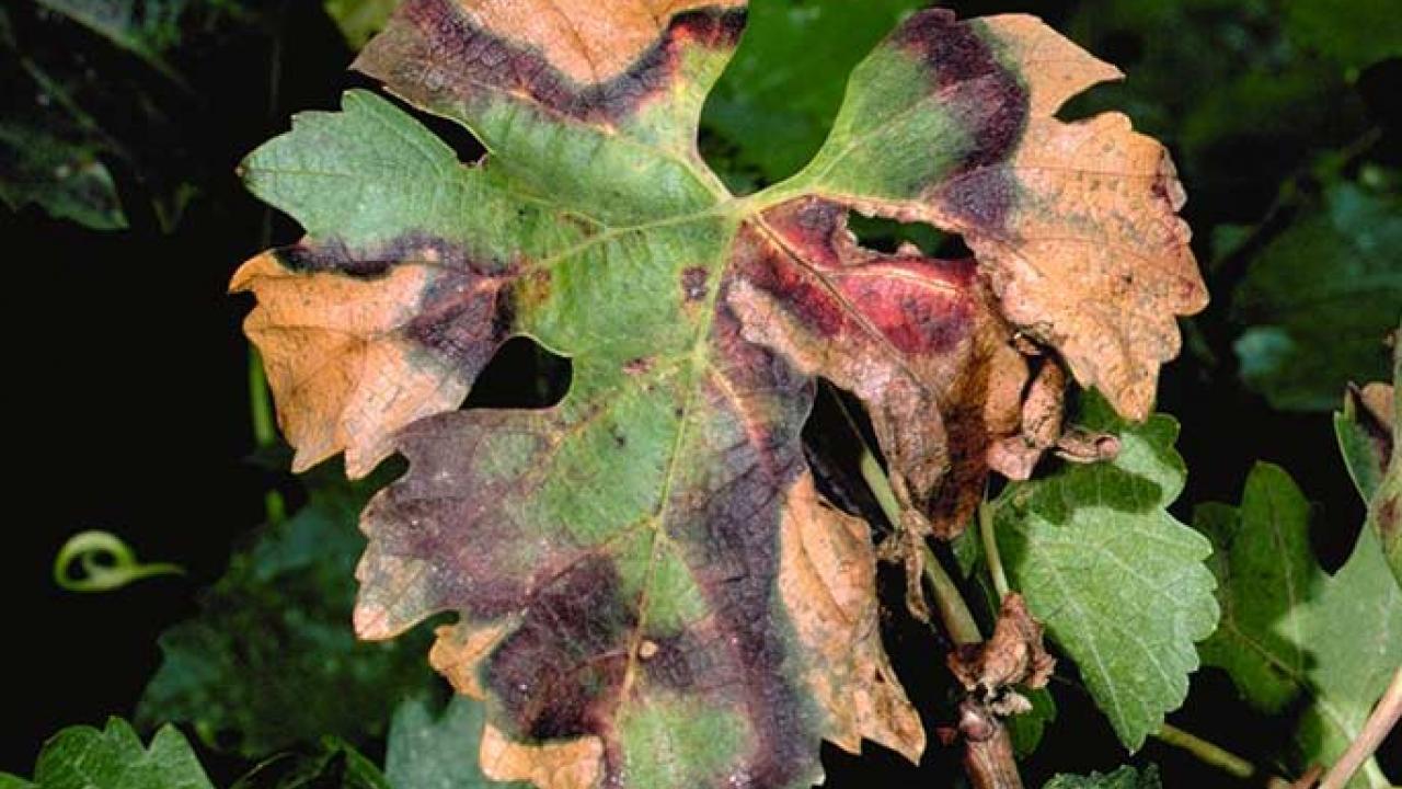 Grapevine leaf displaying characteristic symptoms of Pierce’s Disease