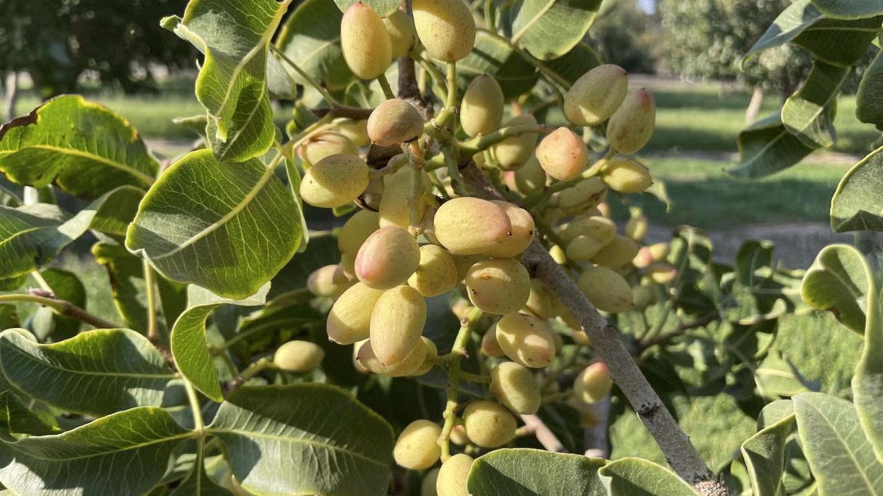 Ripe pistachios on a tree