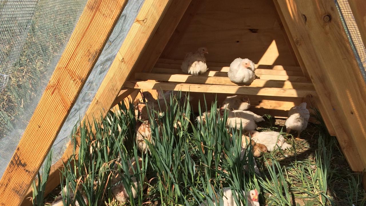 Chickens graze and perch inside a wooden structure 