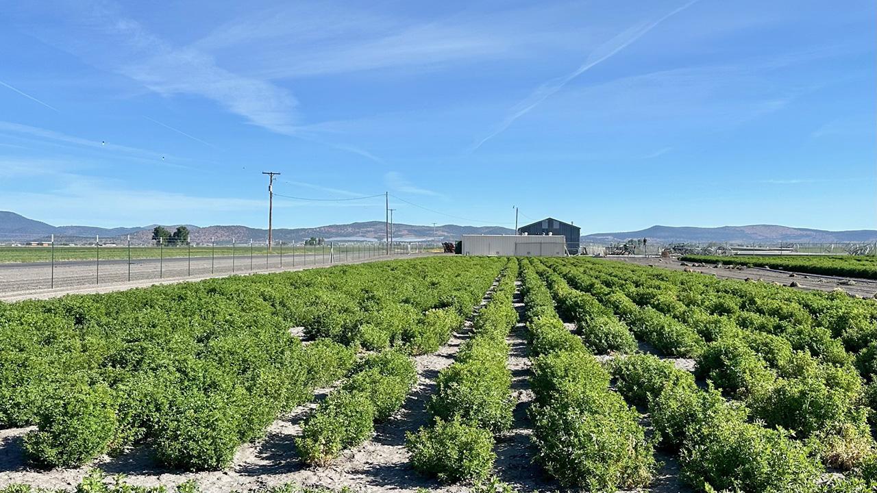 Rows of green bushy plants extend toward farm buildings mid-range, with low mountains at the horizon and blue sky above.